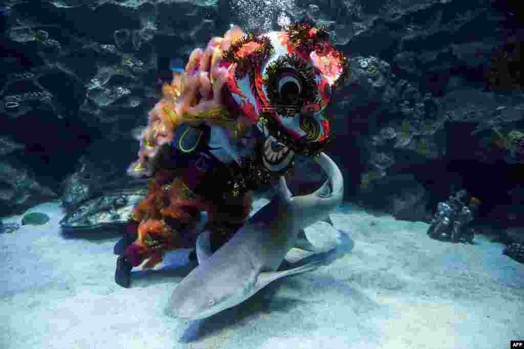 អ្នក​ជ្រមុជ​ទឹក​សម្តែង​របាំ​ម៉ុងសាយ​ខណ​ដែល​ត្រី​ឆ្លាម​ហែល​កាត់​នៅ​ក្នុង​អាងទឹក​ Aquaria KLCC ក្នុង​ទីក្រុង​គូឡាឡាំពួរ​ប្រទេស​ម៉ាឡេស៊ី​ ដែល​ជាផ្នែក​មួយ​នៃ​ការ​ប្រារព្ធពិធី​ចូលឆ្នាំ​ចិន។