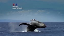 Wisata Paus di Manhattan