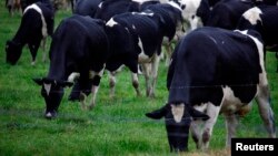 FILE - Dairy cows eat grass in a paddock on the New South Wales south coast near the town of Nowra, Australia. China is Australia’s biggest trading partner, but as a long mining boom fades, new ways to prosperity are being sought.