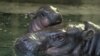 Hip Hippo Hooray! Pygmy Hippo Born at British Zoo
