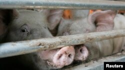 Po prvi put u Srbiji je potvđena afrička kuga svinja, Foto: ilustracija, REUTERS/Jo Yong-Hak 