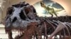 Kerangka T-Rex saat dipamerkan di Stanley Field Hall di Field Museum di Chicago, sebagai ilustrasi. (Foto: VOA/Kane Farabaugh)