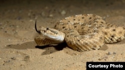 A sidewinder rattlesnake moves with little effort up sandy inclines (Tim Nowak)