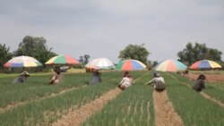 ប្រជាជនដែលស៊ីឈ្នួលគេ កំពុងដកស្មៅនៅចម្ការដាំខ្ទឹមស្លឹក ក្នុងឃុំទឹកវិល ស្រុកស្អាង ខេត្តកណ្តាល កាលពីថ្ងៃទី២៤ ខែឧសភា ឆ្នាំ២០២០។ (ស៊ុន ណារិន/VOA)