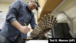 In this photo taken in the early morning hours of Oct. 24, 2018, wildlife technician Jordan Hazan records data in a lab in Corvallis, Ore., from a male barred owl he killed earlier in the night.