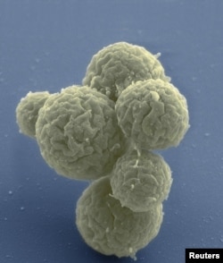 This electron micrograph image shows synthetic cell clusters magnified at about 15,000 times, in this image released March 24, 2016. Scientists announced Thursday the creation of a synthetic organism stripped down to the bare essentials.