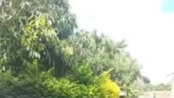 Sixoxa loNkosazana Suku Ncube Ohlenga Abathatha Izidakamizwa