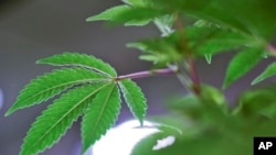 Tanaman mariyuana ditanam oleh Fotmer SA, sebuah perusahaan yang memproduksi mariyuana untuk keperluan medis, di Montevideo, Uruguay, 29 Januari 2019.