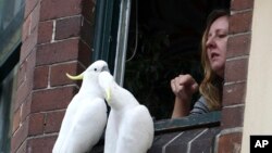 FILE - A woman watches out from a window as sulphur-crested cockatoos perch near her in Australia.