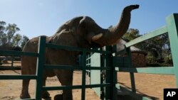 In this Tuesday, June 19, 2018, photo Lammie at the Johannesburg Zoo. Some said the 39-year-old Lammie should be sent to another place to spend time with other elephants.The zoo says Lammie is staying, and that a search for a new mate is underway. 