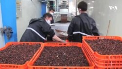 هفته بسیج ملی علیه مواد مخدر؛ یک کارخانه پروسس کشمش در هرات گشایش یافت