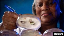 FILE - This undated photo shows a CDC technician making notations on culture plates in which fungal colonies had been grown. U.S. cases of the fungus Candida auris have tripled in the past three years. 