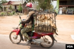 អ្នក​រក​ស៊ីលក់​ឆ្កែ​ត្រូវ​គេ​ឃើញ​ដឹក​សត្វ​ឆ្កែ​តាម​បណ្តោយ​ផ្លូវ​ជាតិ​លេខ​៦​ជិត​ក្រុង​កំពង់ធំ​កាល​ពី​ចុង​ខែ​មីនា ឆ្នាំ​២០១៥។ (នៅ វណ្ណារិន/VOA)