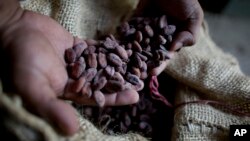 In this photo taken Nov. 15, 2012, a worker shows a handful of dried cacao seeds at a cacao plantation in Cano Rico, Venezuela.