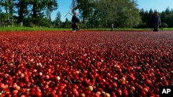 FILE - Farmworkers walk through a cranberry bog on a farm in Ilwaco, Washington, Oct. 11, 2016. The European Union has listed cranberries among the U.S. goods that it might target for retaliation for U.S. global tariffs on steel and aluminum. 