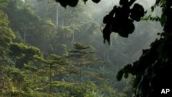 រូបឯកសារ៖ នៅក្នុង​រូប​ដែល​បាន​ថត​កាលពី​ទី២៤ ខែសីហា ឆ្នាំ២០០៨ នេះ បង្ហាញ​អំពី​ព្រៃ​នៅ​ឧទ្យាន​ជាតិ Kakum នៃ​ប្រទេស​ហ្គាណា។