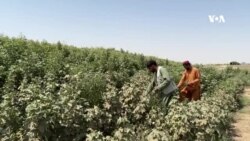 د کندز کروندګر: سږ کال د پنبې کښتونه د نباتي مرضونو له امله زیانمن شوي دي
