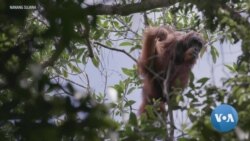 World's Rarest Ape Threatened with Extinction by Indonesia Hydrodam