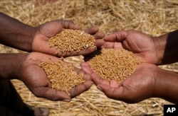 Farmers show some of the wheat grain during a harvest at a farm in Bindura about 88 kilometres north east of the capital Harare, Monday, Oct, 10, 2022. Zimbabwe says it is on the brink of its biggest wheat harvest in history, thanks in large part to efforts to overcome food supply problems caused by the war in Ukraine. But bush fires and impending rains are threatening crops yet to be harvested. (AP Photo/Tsvangirayi Mukwazhi)