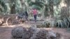 A worker is collecting palm in Preah Sihanouk province, Cambodia, February 12, 2019. (Khan Sokummono/ VOA Khmer) 
