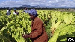 Petani di Zimbabwe sedang memanen daun tembakau.
