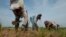FILE - Cambodian farmers plant rice on the dry earth in the rice paddy on the outskirts of Phnom Penh, Cambodia.