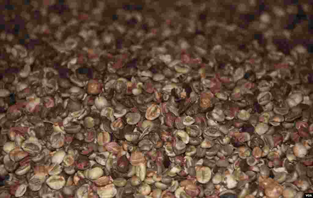 Pemilihan dan pembersihan biji kopi di pabrik. (D. Schearf/VOA)