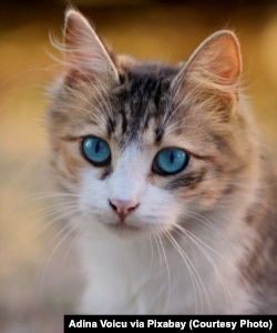 Cat with blue eyes