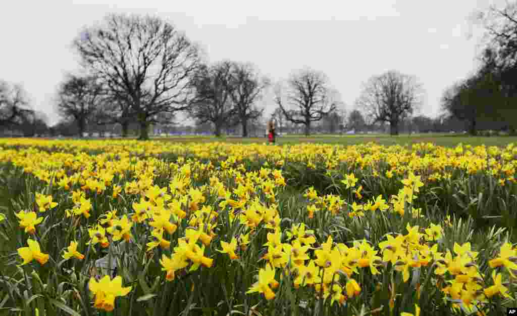 A woman walks past daffodils growing in a London park.