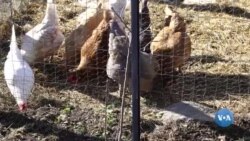 ຄວາມ​ເປັນ​ໄປ​ໄດ້​ຂອງ​ໂຣກ​ລະ​ບາດ​ໄຂ້​ຫວັດ​ນົກ ເຮັດ​ໃຫ້​ນັກ​ວິ​ທະ​ຍາ​ສາດ ແລະ ຊາວ​ກະ​ສິ​ກອນ​ມີ​ຄວາມ​ເປັນ​ຫ່ວງ