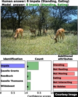 Deep learning can successfully identify, count, and describe animals in camera-trap images. (PNAS.org)