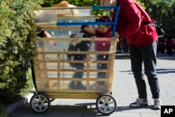 A boy tries to kiss a girl who is placed in his home made stroller in Beijing, China, Oct. 30, 2015.