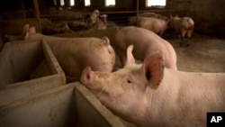 图为中国北方河北省庞的一个养猪场。在中国爆发非洲猪瘟后，猪肉供应量大跌。（2019年5月8日）