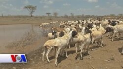 Epidemiyalarni bashorat qilish mumkin