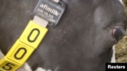 Cows at the Shepton Mallet farm are equipped with 5G-connected devices that link up to a robotic milking system. REUTERS/Reuters TV