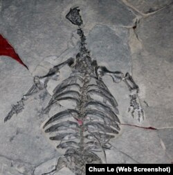 جنوبی مغربی چین میں 22 کروڑ 80 لاکھ سال پہلے پائے جانے والے کچھوئے کا ڈھانچہ