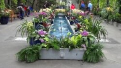 Pameran Anggrek Pukau Warga Washington