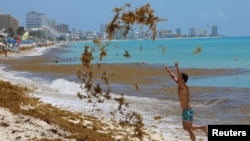 A tourist tosses sargassum into the air at Marlin Beach in Cancun, Mexico May 30, 2021. (REUTERS/Paola Chiomante)