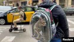 Seorang pemilik kucing membawa binatang piaraannya berjalan-jalan dengan ranselnya yang transparan (foto: ilustrasi). 