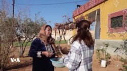 کۆبانی داوای ئاشتی و سەقامگیری دەکات