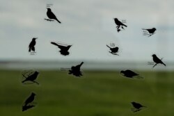 FILE - Decals of various birds are stuck to a window overlooking a wetland at the Audubon National Wildlife Refuge in Coleharbor, N.D., on June 19, 2019.