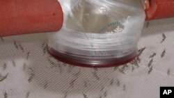 FILE - Adult mosquitoes feed on human blood containing the malaria parasite.