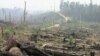 Illegal Logging Down by One Quarter Worldwide