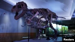 آرشیو - یک تی رکس به نام «سو» در موزه شیکاگو 
