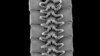 Scientists Find First ‘True Millipede’ in Australia