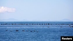 A row of volunteers tries to guide some of the stranded pilot whales back out to sea after one of the country's largest recorded mass whale strandings, in Golden Bay, at the top of New Zealand's South Island, Feb. 11, 2017.