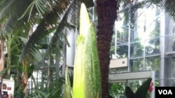 Titan Arum flower starts to bloom in the US Botanical Garden, Washington, DC