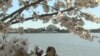 Washington Abloom with Cherry Blossoms