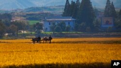 지난 2011년 10월 가을 걷이를 앞둔 북한 강원도 원산의 한 협동 농장. (자료사진)