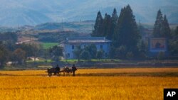 가을 걷이를 앞둔 북한 강원도 원산의 협동 농장. (자료사진)